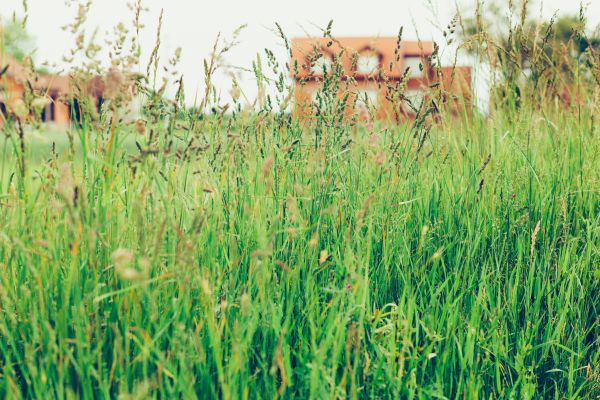 Tall Grass Cutting in Poulsbo