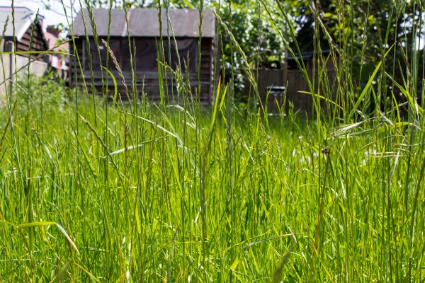 Overgrown Lawn Trimming in Poulsbo